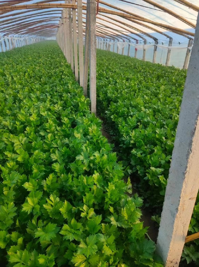 精品西芹货源充足量大从优质量保证对接全国欢迎咨询