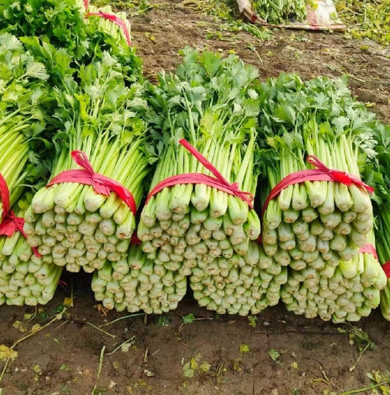 精品西芹货源充足量大从优质量保证对接全国欢迎咨询
