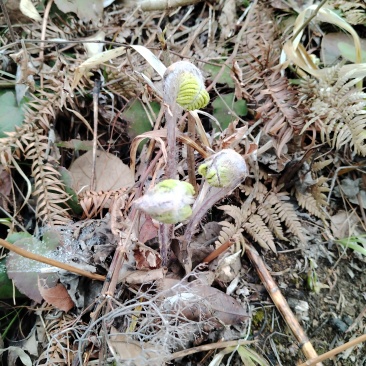 野生菜猴腿菜