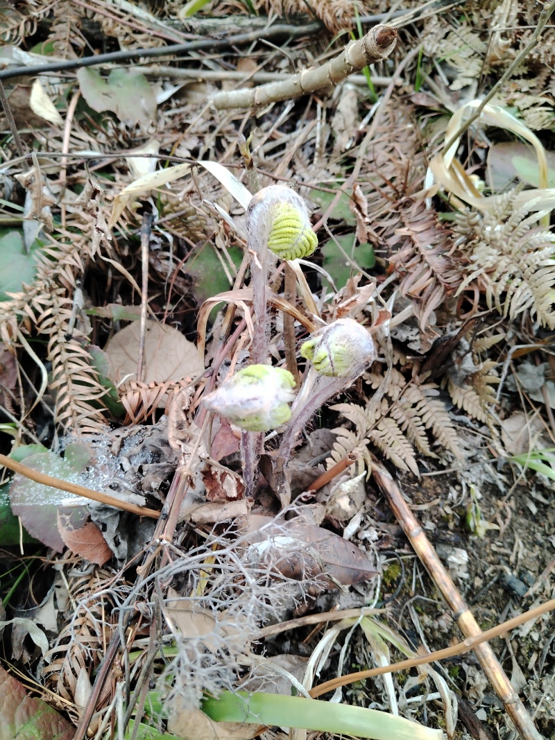 野生菜猴腿菜