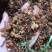 百花草益寿茶下火茶润喉茶花甜草凉茶清热去火