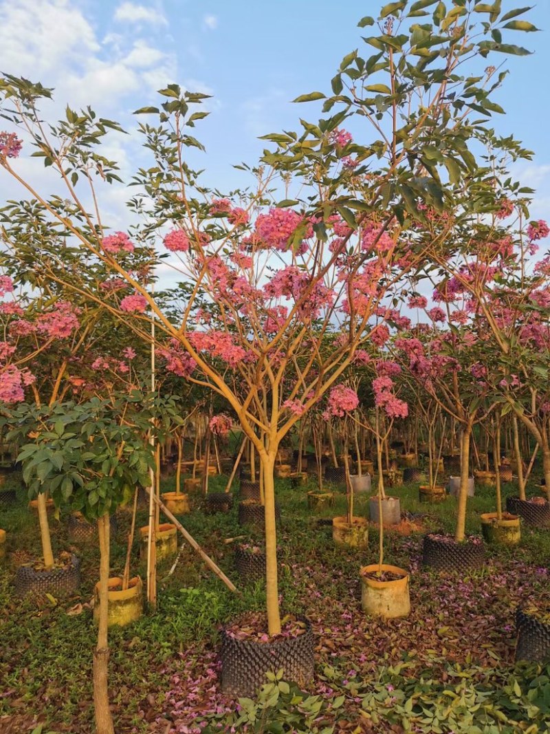 紫花风铃木基地直销规格齐全欢迎老板来电洽谈合作
