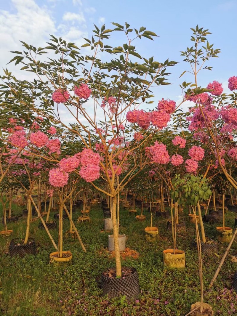 紫花风铃木基地直销规格齐全欢迎老板来电洽谈合作