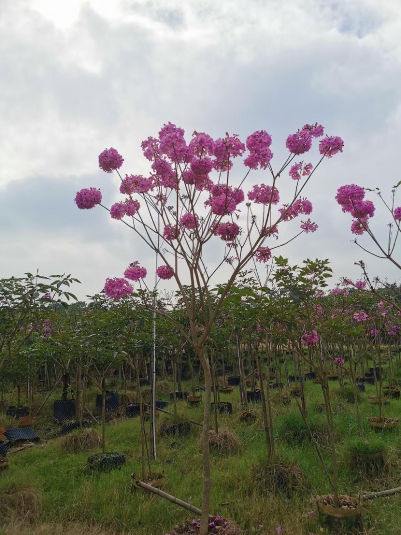 紫花风铃木基地直销规格齐全欢迎老板来电洽谈合作