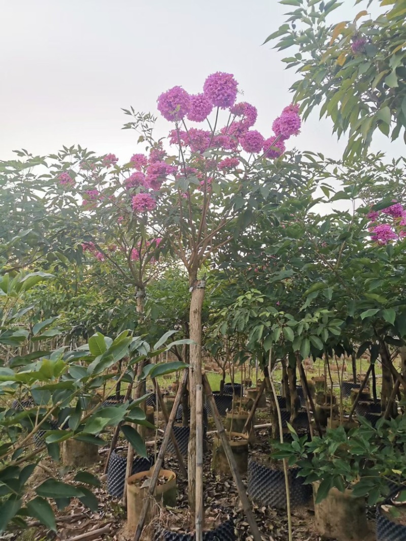 紫花风铃木基地直销规格齐全欢迎老板来电洽谈合作