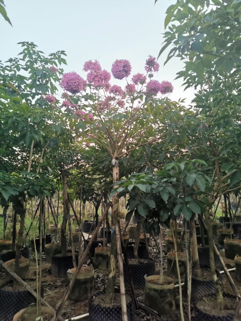 紫花风铃木基地直销规格齐全欢迎老板来电洽谈合作