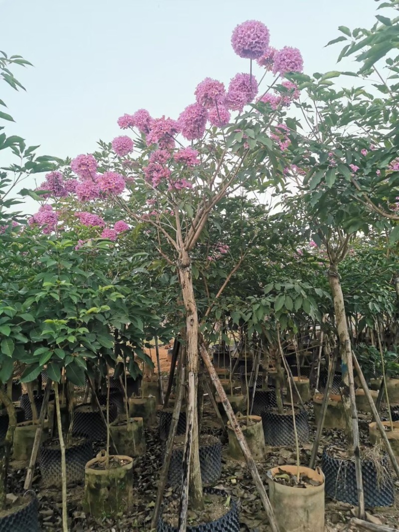 紫花风铃木基地直销规格齐全欢迎老板来电洽谈合作
