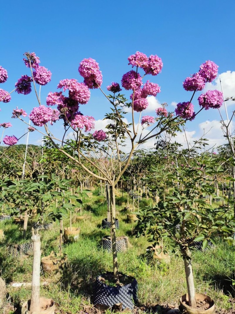 紫花风铃木基地直销规格齐全欢迎老板来电洽谈合作