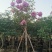 紫花风铃木基地直销规格齐全欢迎老板来电洽谈合作