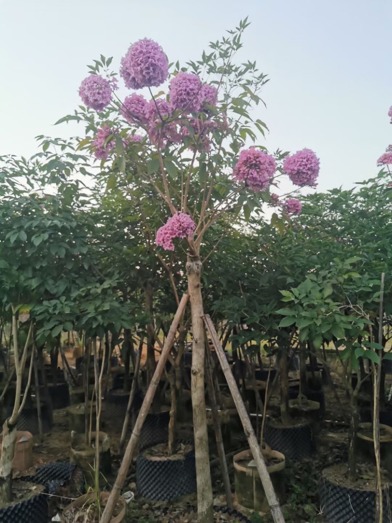 紫花风铃木基地直销规格齐全欢迎老板来电洽谈合作