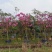 紫花风铃木基地直销规格齐全欢迎老板来电洽谈合作