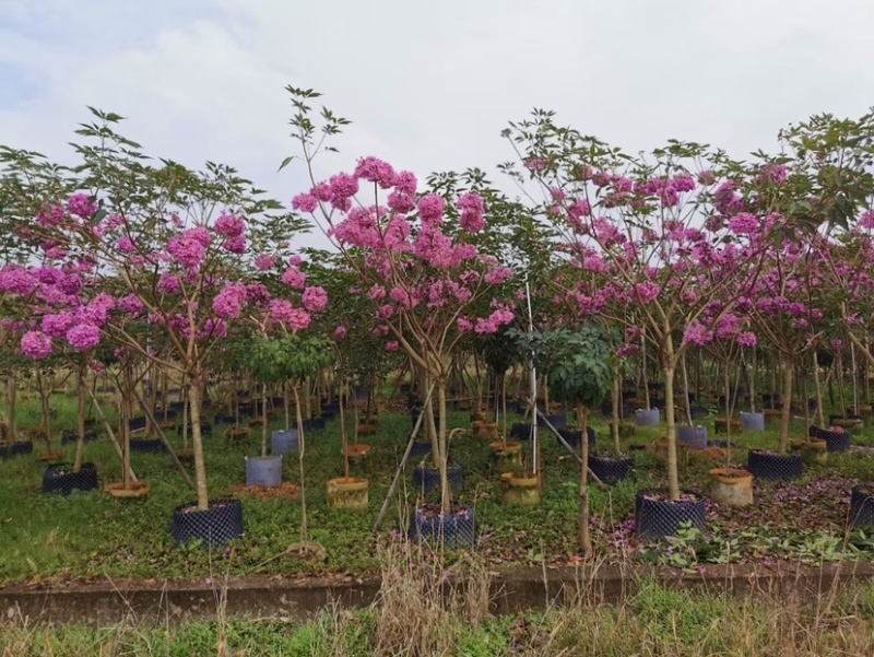 紫花风铃木基地直销规格齐全欢迎老板来电洽谈合作