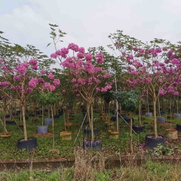 紫花风铃木基地直销规格齐全欢迎老板来电洽谈合作