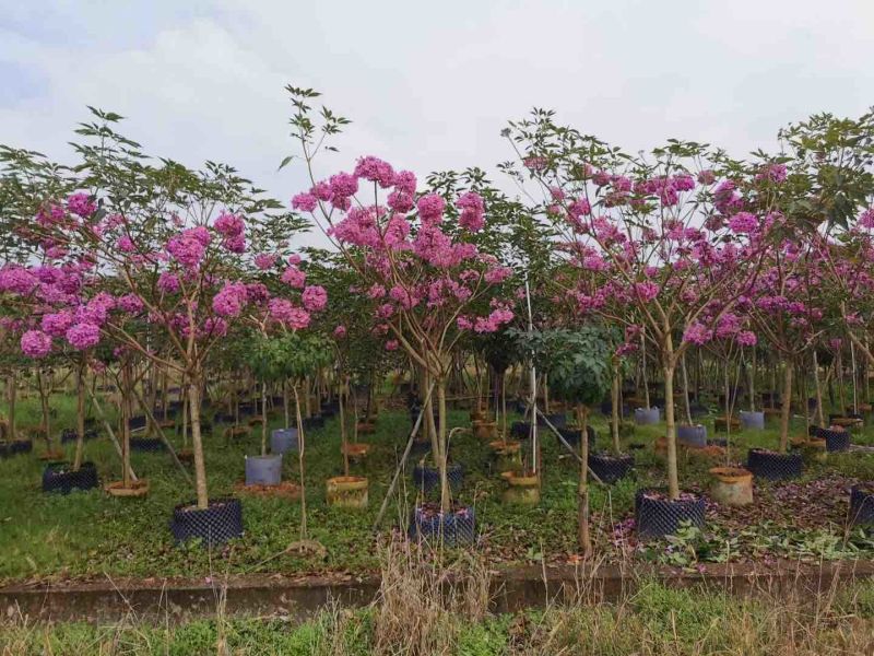 紫花风铃木基地直销规格齐全欢迎老板来电洽谈合作