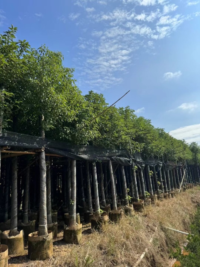 香樟基地直销规格齐全欢迎老板前来咨询合作
