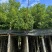 香樟基地直销规格齐全欢迎老板前来咨询合作
