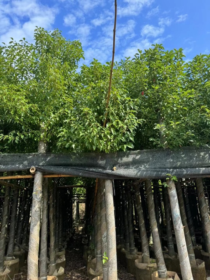 香樟基地直销规格齐全欢迎老板前来咨询合作