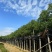 香樟基地直销规格齐全欢迎老板前来咨询合作