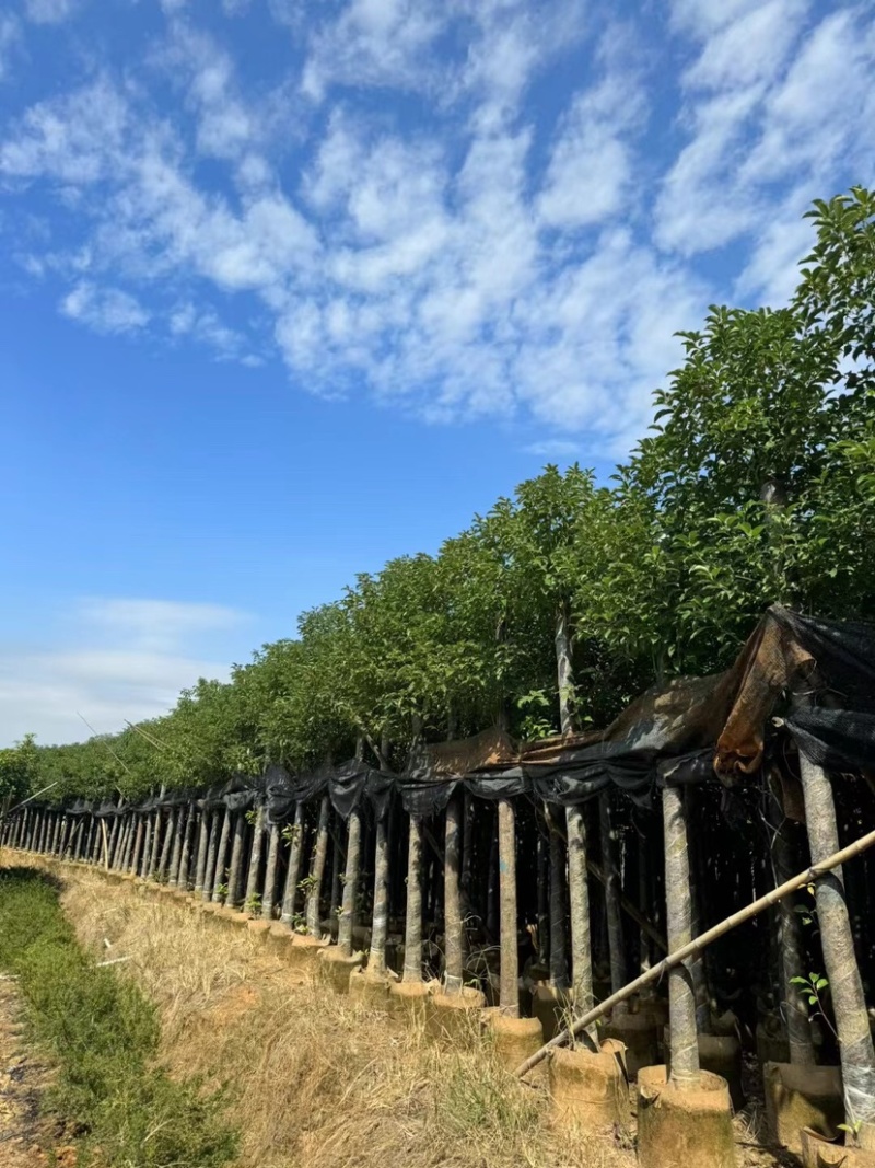 香樟基地直销规格齐全欢迎老板前来咨询合作
