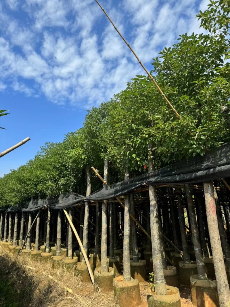 香樟基地直销规格齐全欢迎老板前来咨询合作