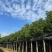 香樟基地直销规格齐全欢迎老板前来咨询合作
