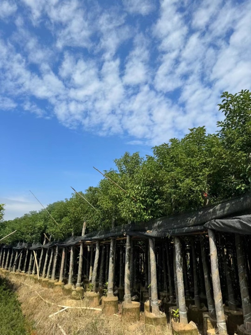 香樟基地直销规格齐全欢迎老板前来咨询合作
