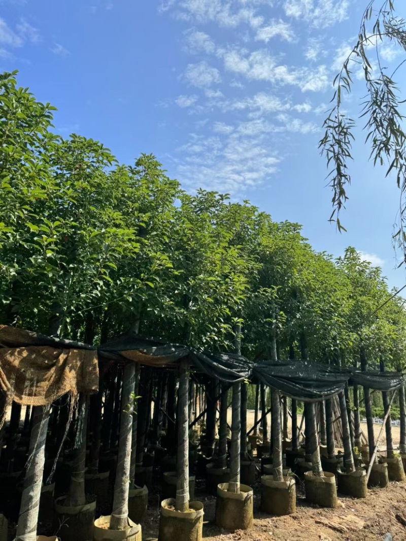 香樟基地直销规格齐全欢迎老板前来咨询合作