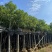 香樟基地直销规格齐全欢迎老板前来咨询合作