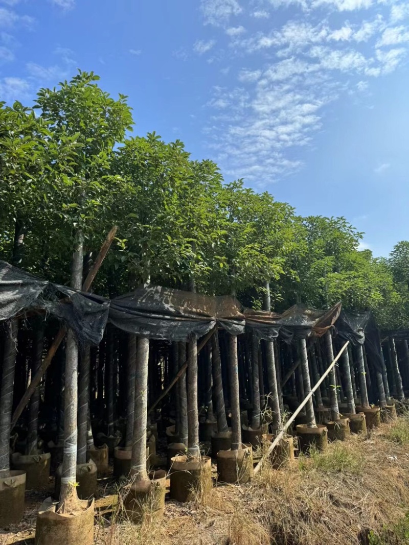 香樟基地直销规格齐全欢迎老板前来咨询合作
