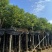 香樟基地直销规格齐全欢迎老板前来咨询合作