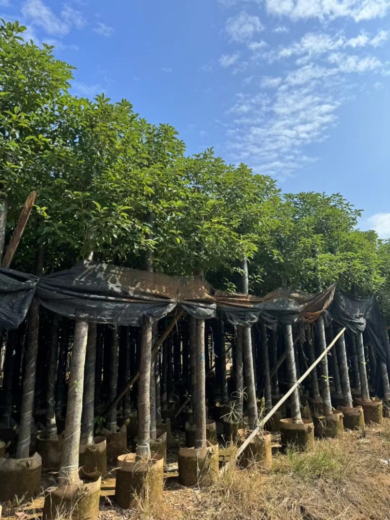 香樟基地直销规格齐全欢迎老板前来咨询合作