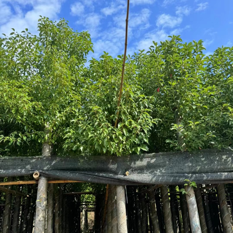 香樟基地直销规格齐全欢迎老板前来咨询合作