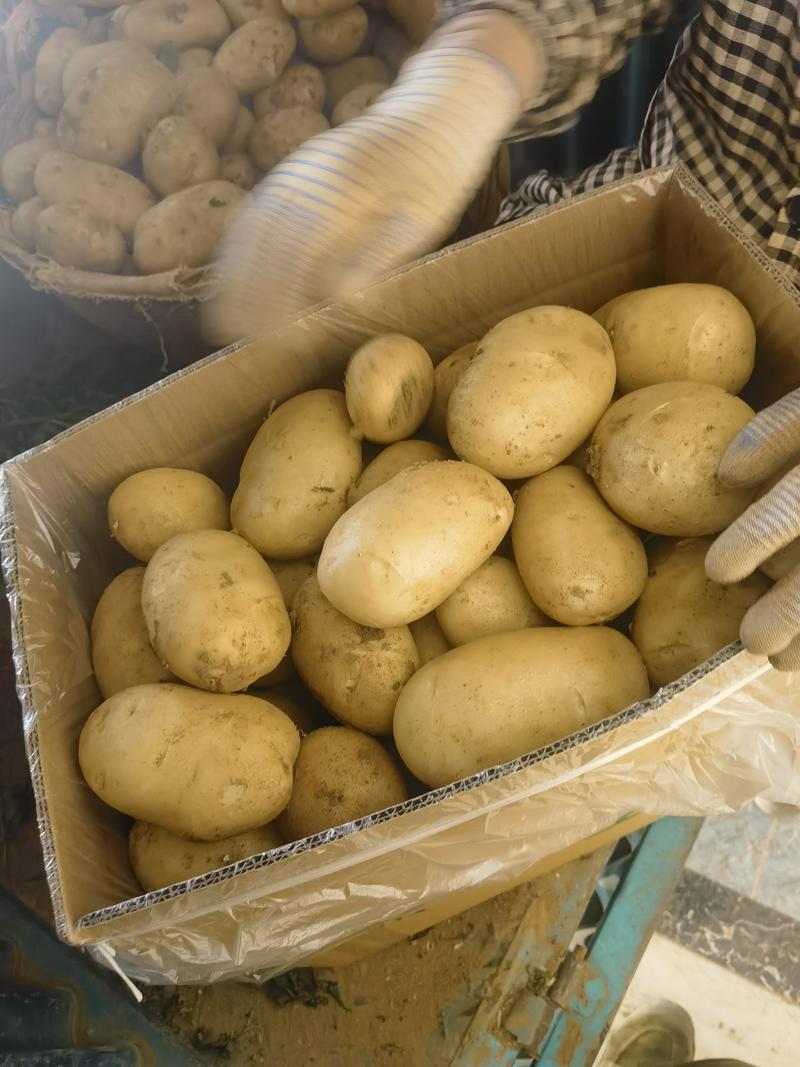 云南红河建水精品丽薯土豆，对接各种批发商，欢迎来电