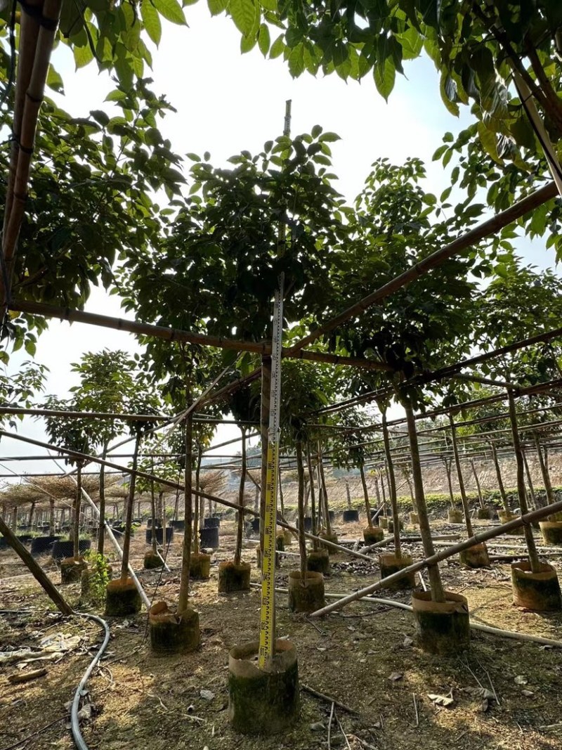绣球紫花风铃木基地直销规格齐全欢迎老板来电咨询合作