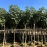 绣球紫花风铃木基地直销规格齐全欢迎老板来电咨询合作