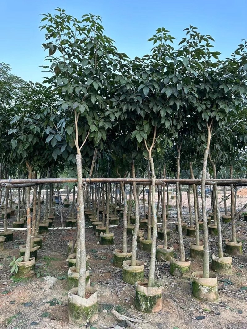 绣球紫花风铃木基地直销规格齐全欢迎老板来电咨询合作