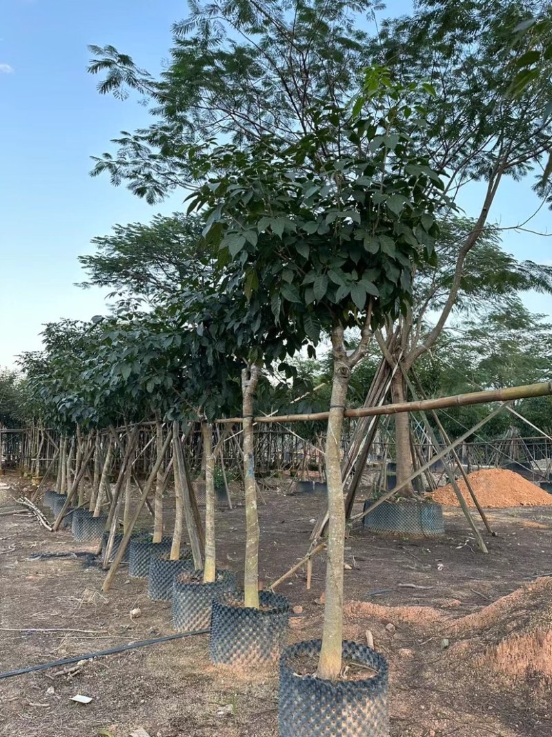绣球紫花风铃木基地直销规格齐全欢迎老板来电咨询合作