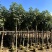 绣球紫花风铃木基地直销规格齐全欢迎老板来电咨询合作