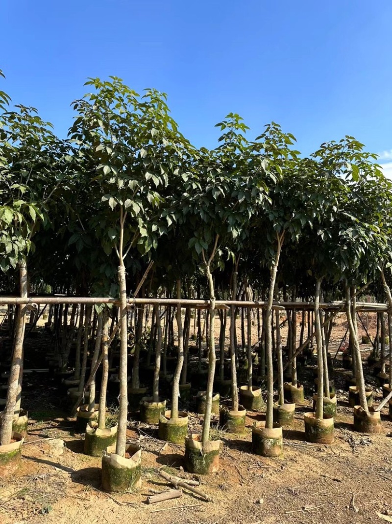 绣球紫花风铃木基地直销规格齐全欢迎老板来电咨询合作