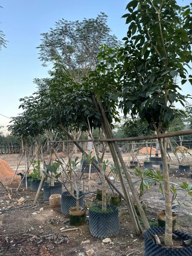 绣球紫花风铃木基地直销规格齐全欢迎老板来电咨询合作