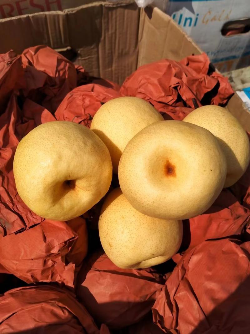 山西祁县酥梨又获大丰收，梨的果形好，皮儿薄，口感好