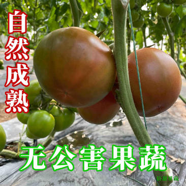 【牛商优选】正宗海阳黄筋西红柿黄金西红柿