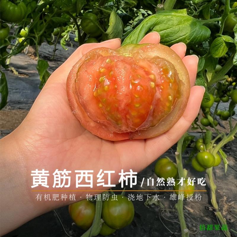 【牛商优选】正宗海阳黄筋西红柿黄金西红柿