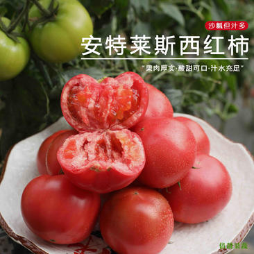 【牛商推荐】正宗海阳普罗旺斯西红柿西红柿欢迎老板光临
