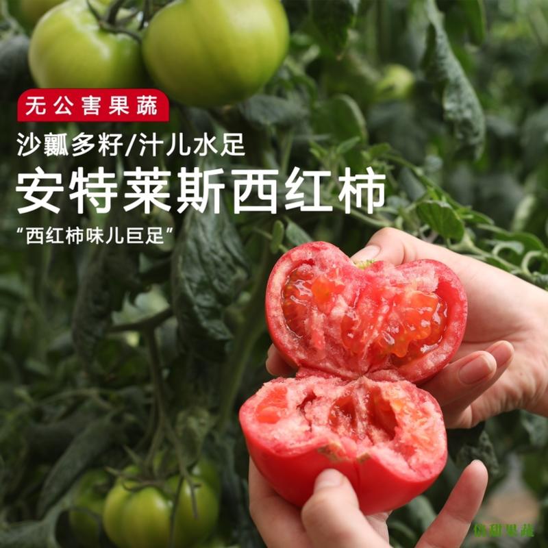 【牛商推荐】正宗海阳普罗旺斯西红柿西红柿欢迎老板光临