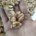 新疆新丰核桃仁，核桃果，健康食品，可视频看货产地直发的