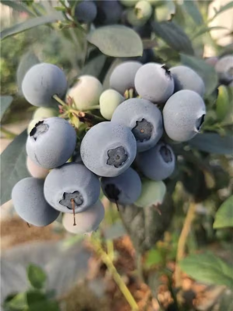 蓝莓大量上市莱克西公爵L25L绿宝石