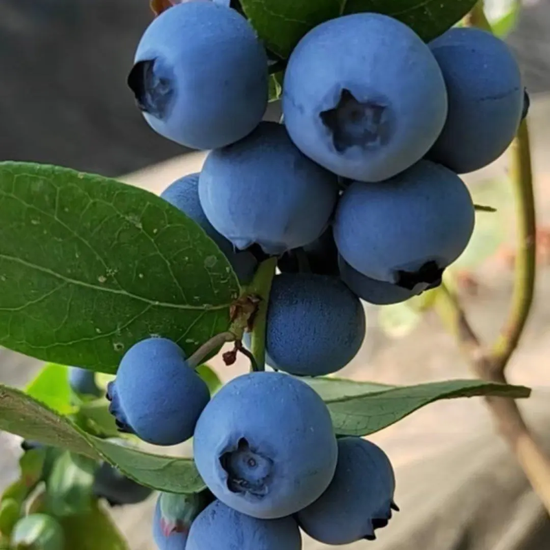 蓝莓大量上市莱克西公爵L25L绿宝石
