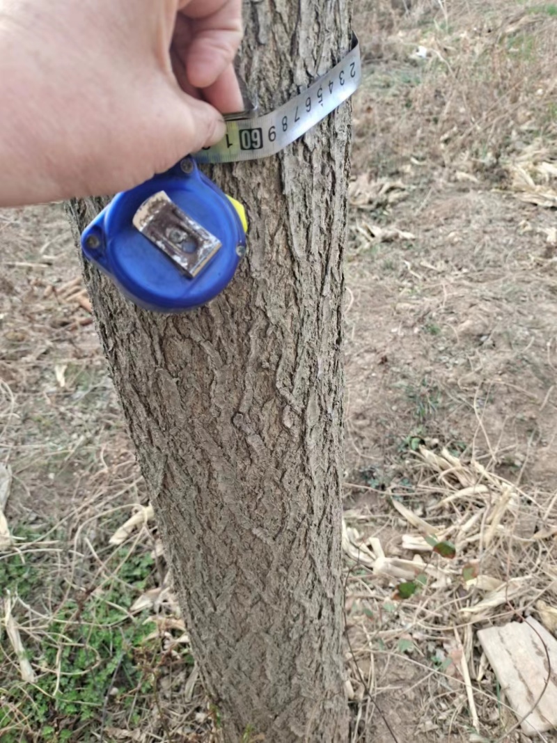 销售1200棵国槐，高大挺拔，枝繁叶茂，苍翠欲滴