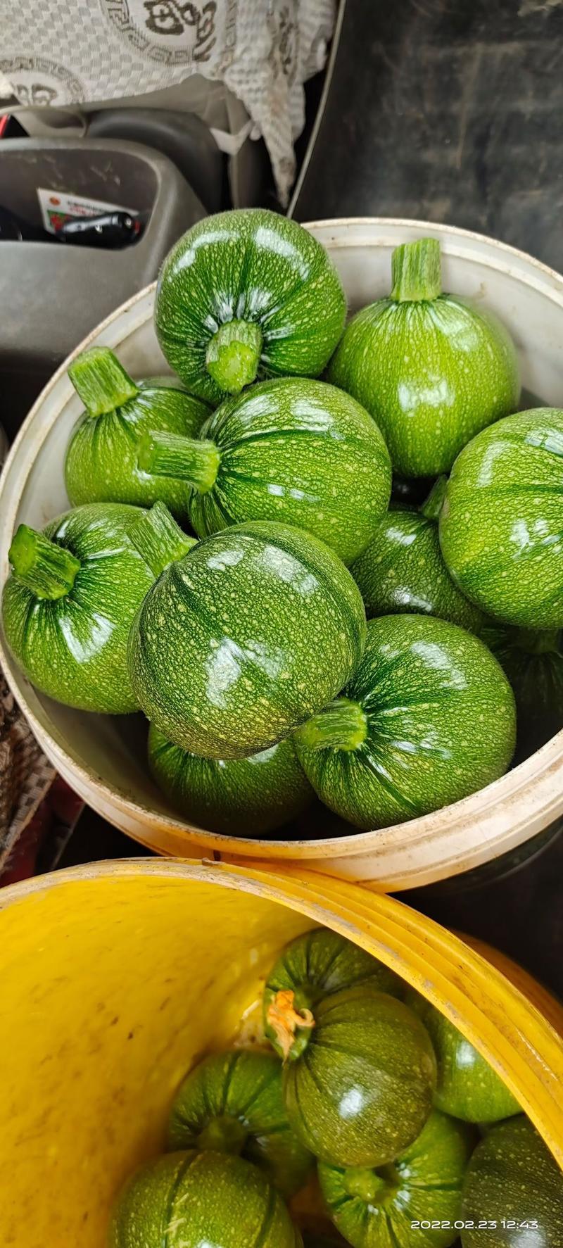 绿元宝圆西葫芦种子，细腻脆甜，油绿有光泽，座果率高膨瓜快